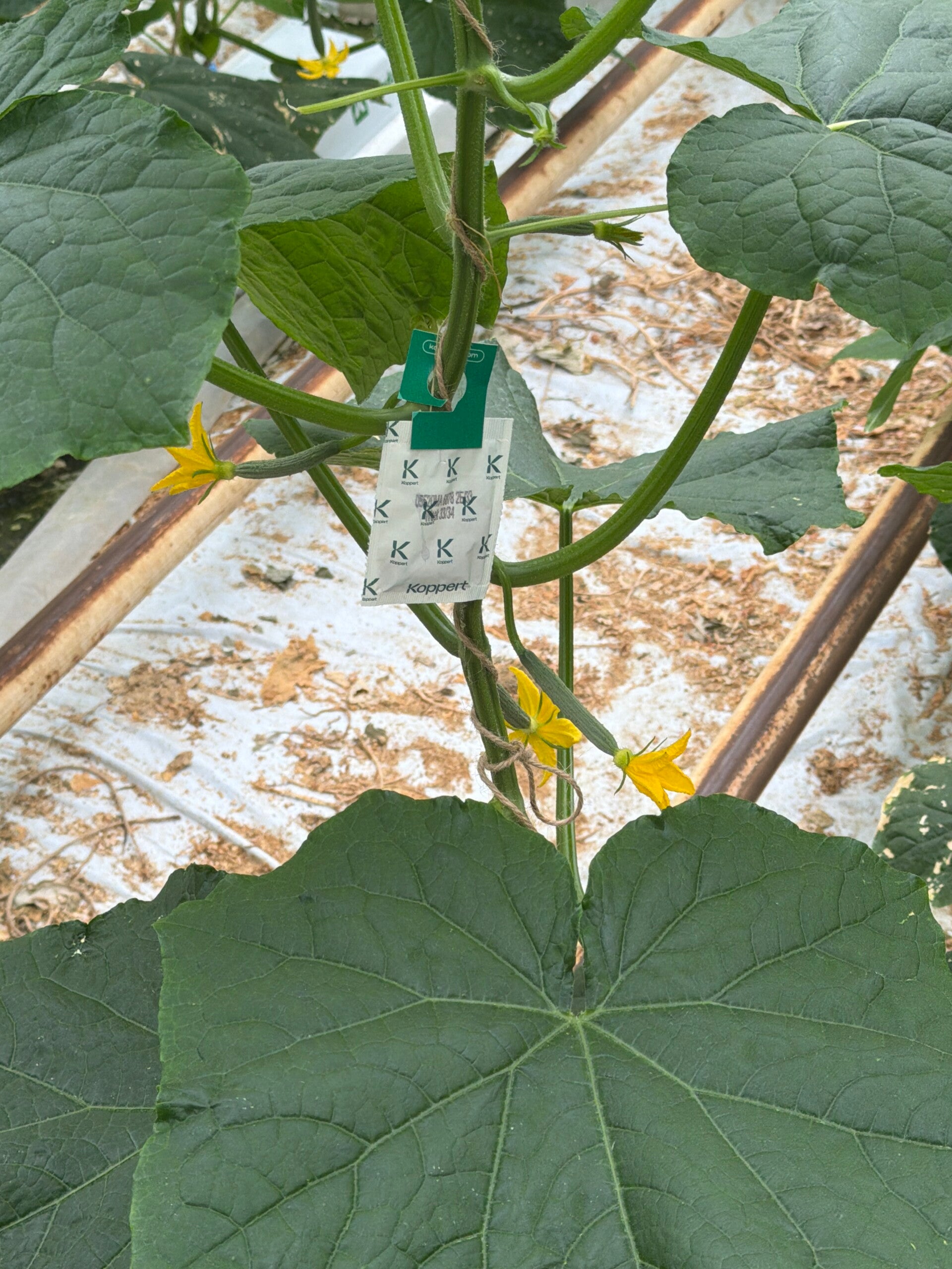Biologische gewasbescherming
