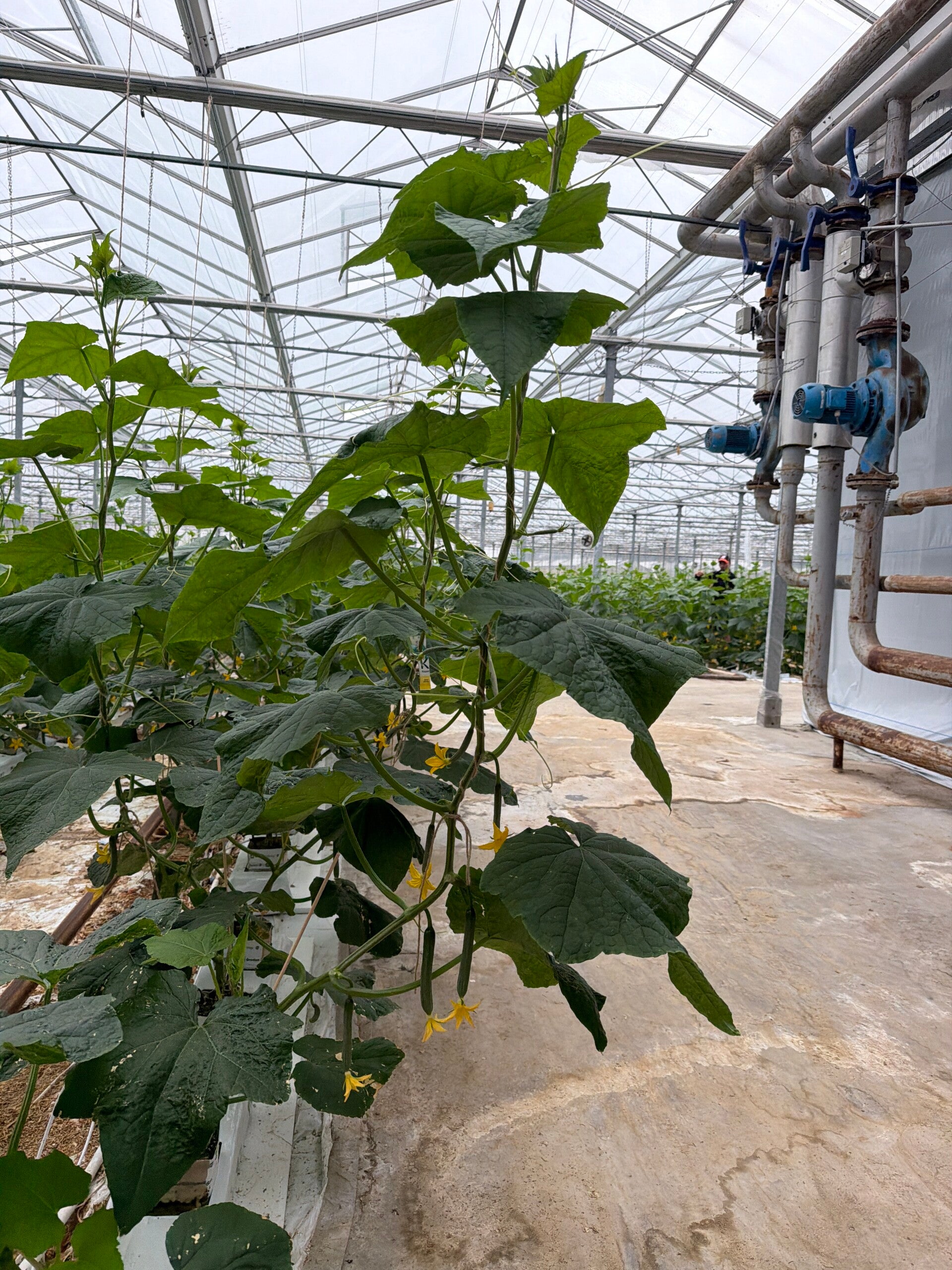 Jonge komkommerplanten